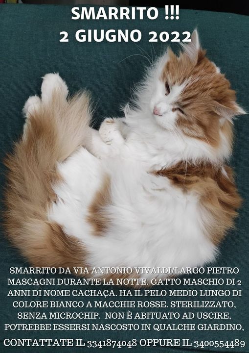 CACHACA (Casciàssa ) gatto di 2 anni a pelo medio lungo bianco a  macchie rosse