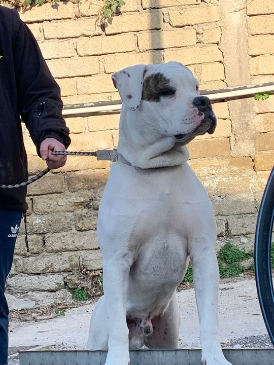 ARES cane di circa 1 anno  smarrito